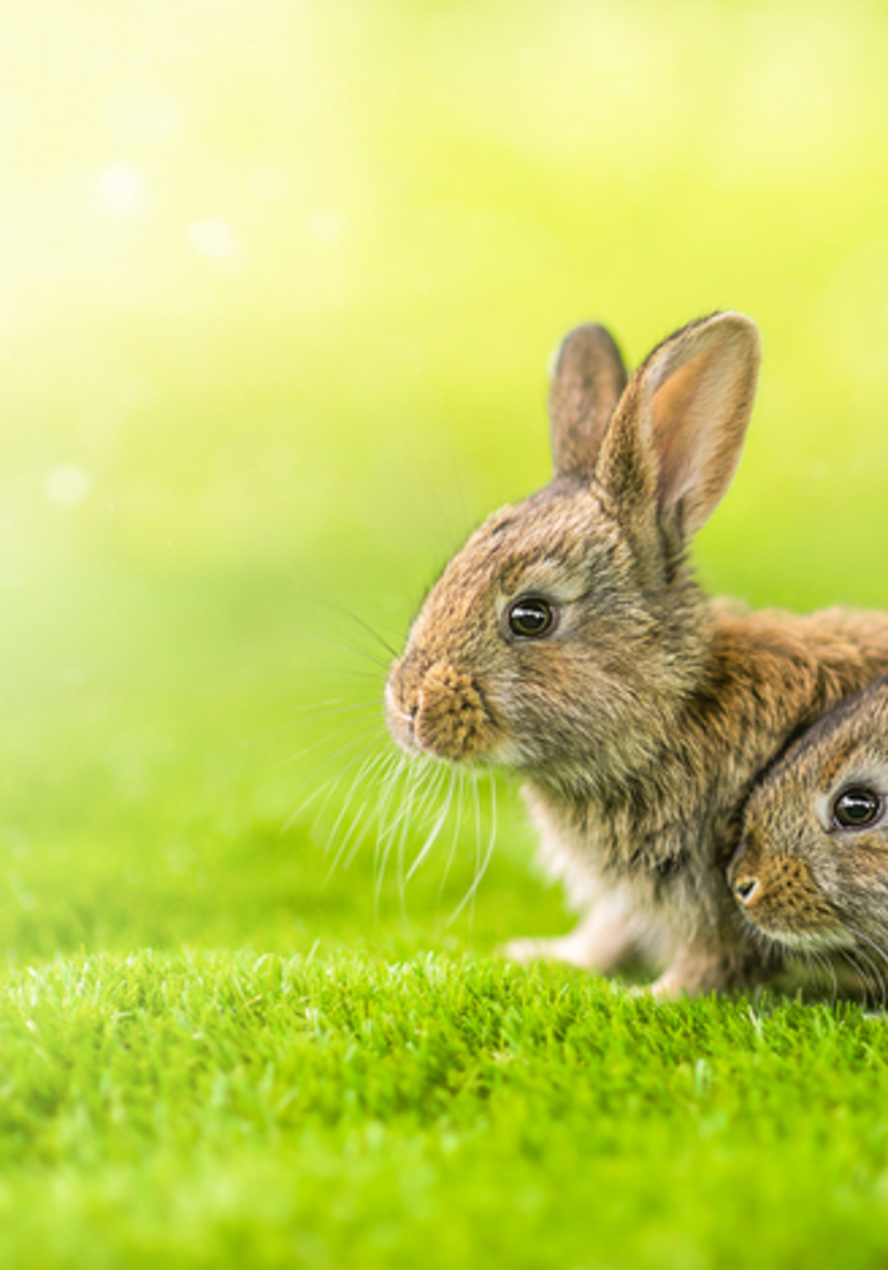 Run, rabbit, run